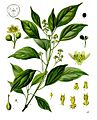 Cinnamomum camphora - Köhler–s Medizinal-Pflanzen-181