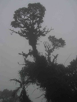 Cloud forest panama 1.jpg