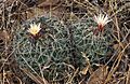 Coryphantha vogtherriana 5