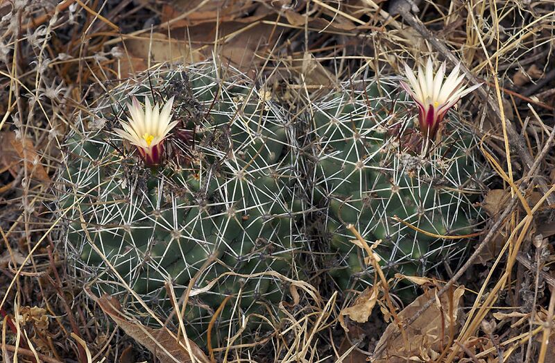 Coryphantha vogtherriana 5