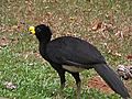 Crax rubra (Great Curassow) - male