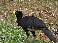 Crax rubra (Great Curassow) - male