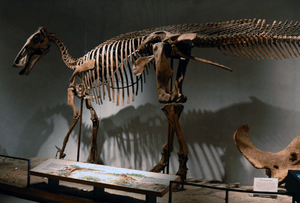 Archivo:DMNS Edmontosaurus