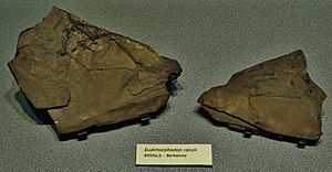 Archivo:Eudimorphodon ranzii Berbenno