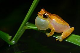 Flickr - ggallice - Calling hourglass treefrog