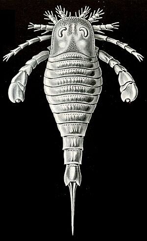 Archivo:Haeckel Eurypterus tetragonophthalmus