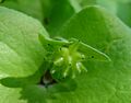 Hepatica nobilis kz2