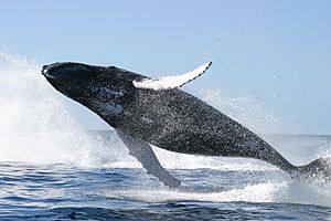 Archivo:Humpback whale jumping
