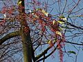 Idesia polycarpa0