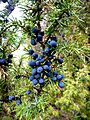 JUNIPERUS COMMUNIS - BÒFIA - IB-502 (Ginebre)