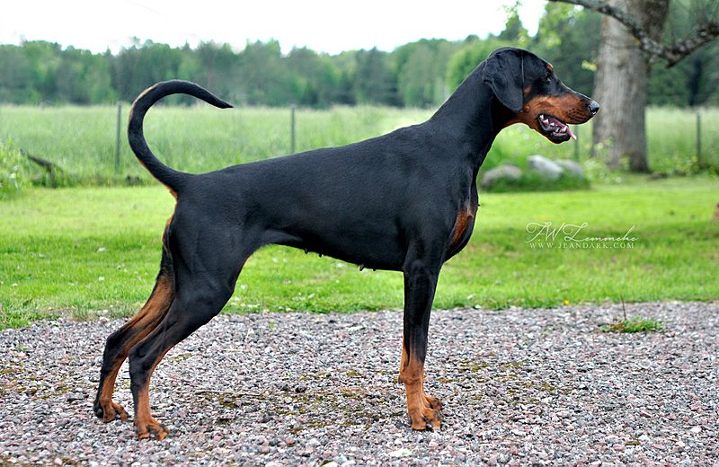 Jean Dark Snö of Sweden