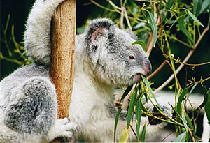 Archivo:Koala-ag1