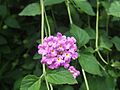 Lantana montevidensis2