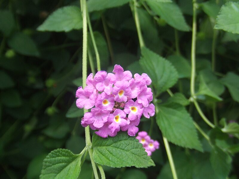 Lantana montevidensis2