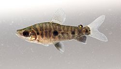 Leporinus cf friderici (juvenile).jpg