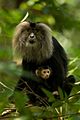 Lion-tailed macaque with baby