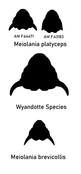 Meiolania species variation