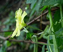 Momordica charantia - Male flower