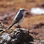 Archivo:Muscisaxicola rufivertex Rufous-naped Ground-Tyrant