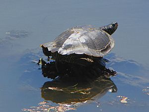 Archivo:Northern Map Turtle, sunning