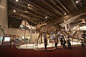 Archivo:Nuoerosaurus chaganensis