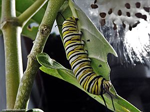 Archivo:Oruga - Mariposa Monarca (Danaus plexippus)