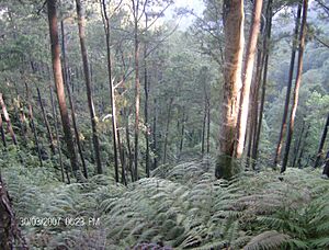 Archivo:Parque Nacional Cusuco
