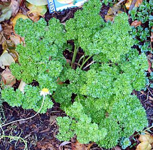 Archivo:Parsley Curled