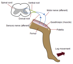 Archivo:Patellar-knee-reflex