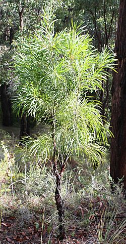 Persoonia longifolia tree2.jpg