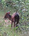 Peters Duiker (Cephalophus callipygus) from behind, Campo Maan National Park
