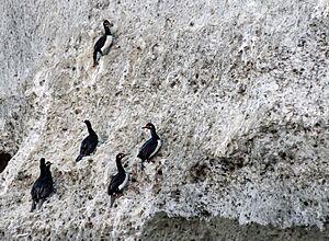 Archivo:Phalacrocorax magellanicus o Cormoran Roquero