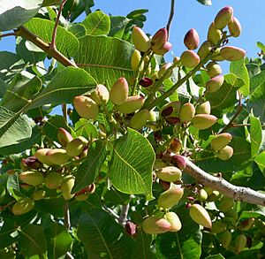 Archivo:Pistacio vera Kerman 2