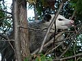 Possum122708.JPG