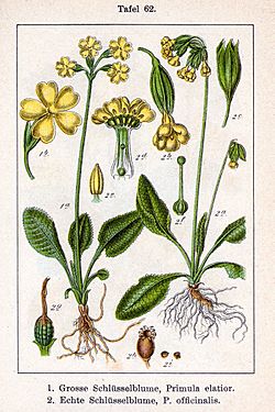 Primula spp Sturm62.jpg