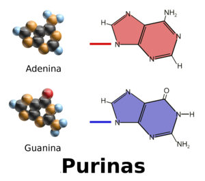 Archivo:Purinas ADN esp Blausen 0323