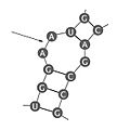 RNA Secondary Structure-Internal Loop