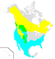 Regulus calendula range