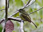 Archivo:Rhynchocyclus olivaceus - Olivaceous flatbill; Linhares, Espiritu Santo, Brazil