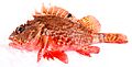 Scorpaena papillosa (Schneider & Forster, 1801) Red Rockcod, or red scorpionfish, "Grandaddy"