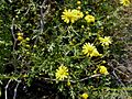 Senecio glaucus0732