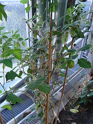 Archivo:Solanum pseudolulo shrub