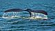 Southern right whale caudal fin-2 no sky.JPG