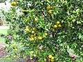 Starr-130312-2324-Citrus sinensis-Valencia fruit-Pali o Waipio Huelo-Maui (24576477914)