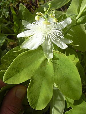 Archivo:Starr 031114-0021 Passiflora subpeltata