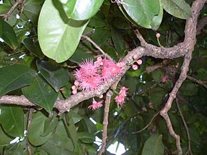 Archivo:Syzygium moorei flowers and leaves