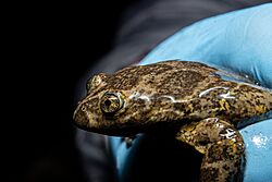 Telmatobius brachydactylus.jpg