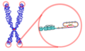 Telomere