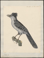 Archivo:Thamnophilus cinereus - 1824-1839 - Print - Iconographia Zoologica - Special Collections University of Amsterdam - UBA01 IZ16400389
