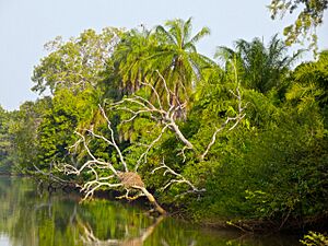 Archivo:The River Gambia 002 (45909139414)